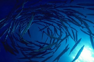  Luxuriant fauna 